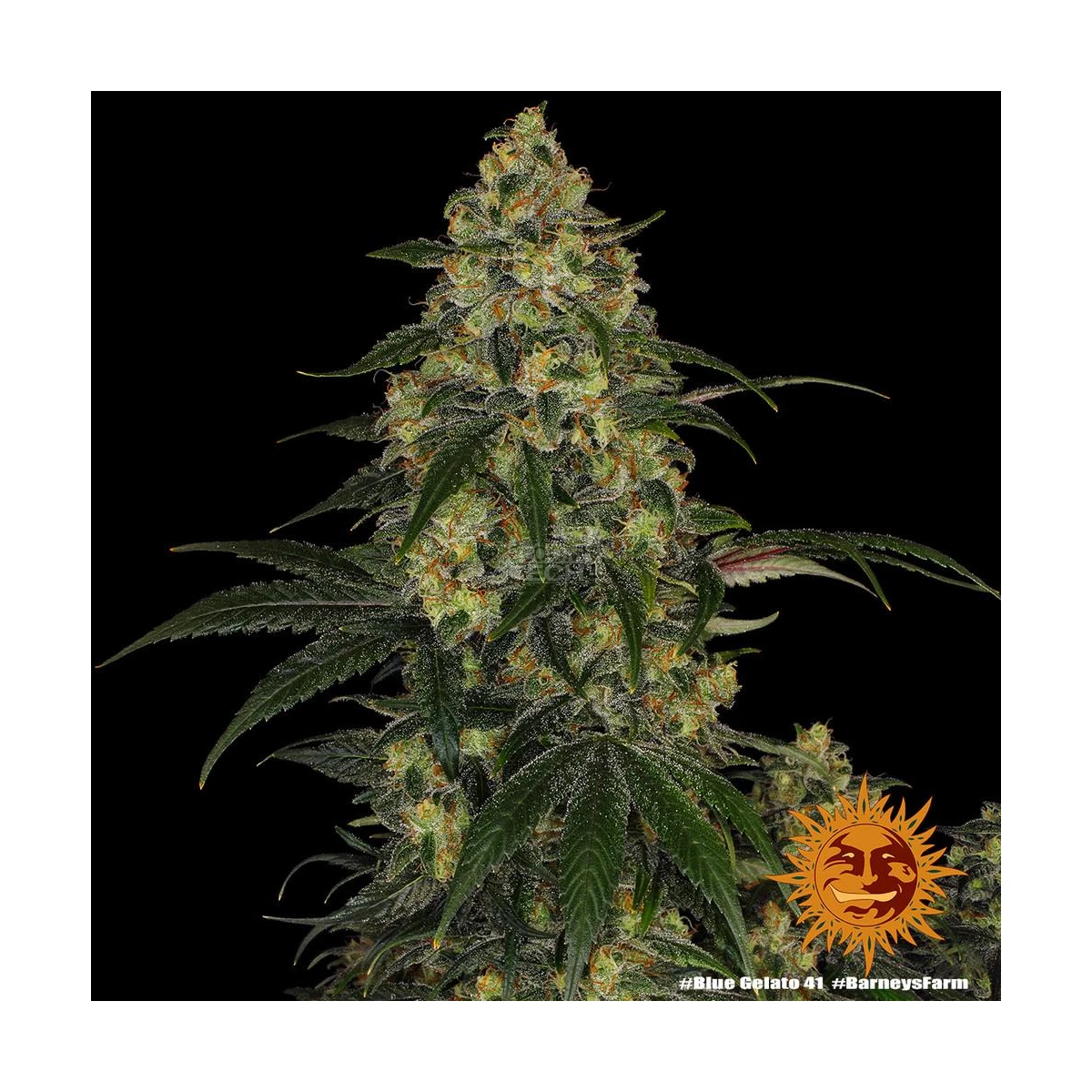Blue Gelato 41