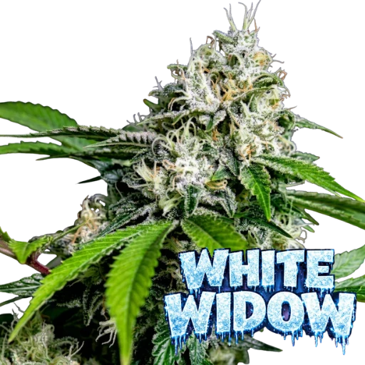 White Widow