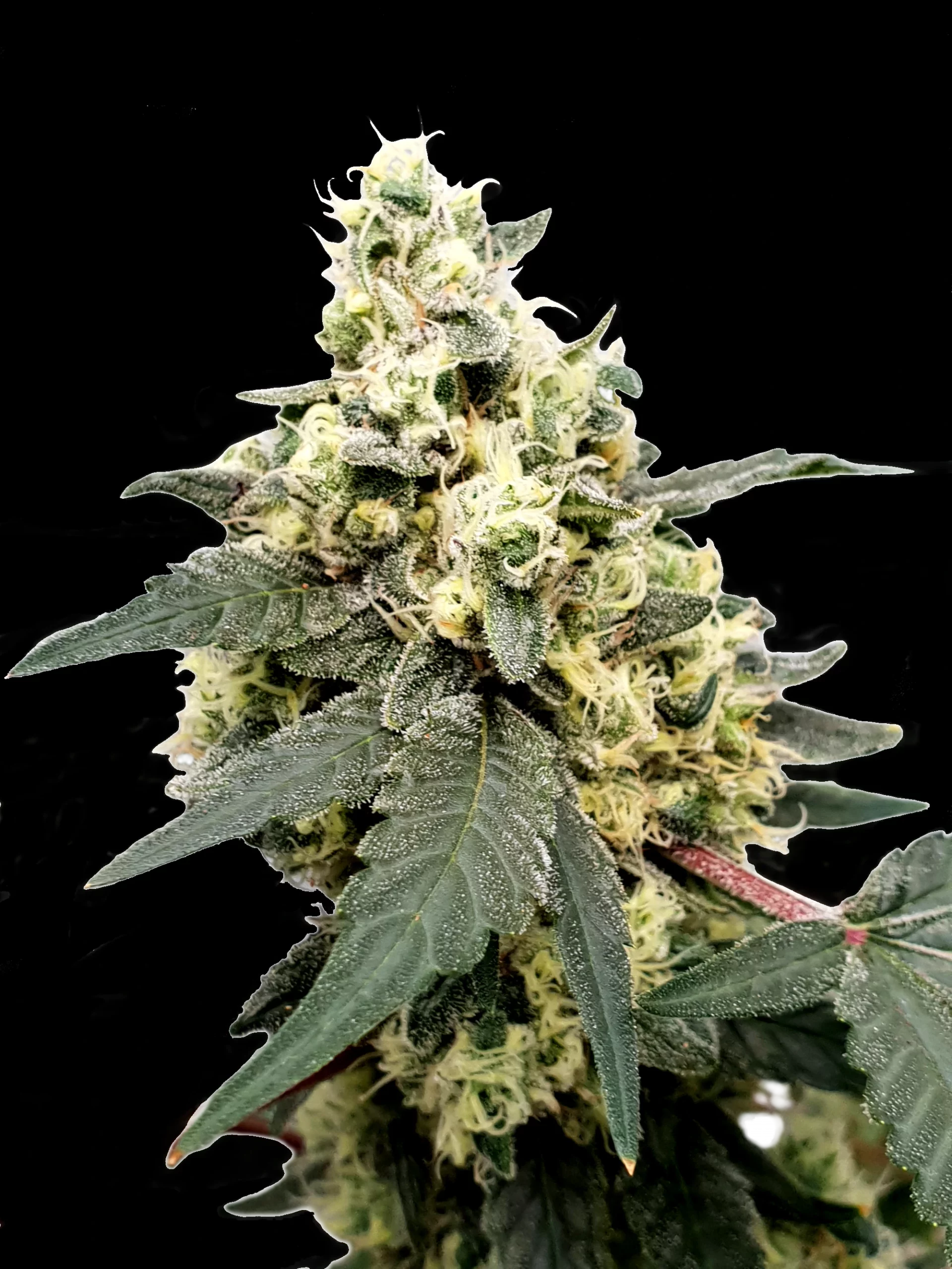 Lemonade Auto, Paradise Seeds - Bild 2