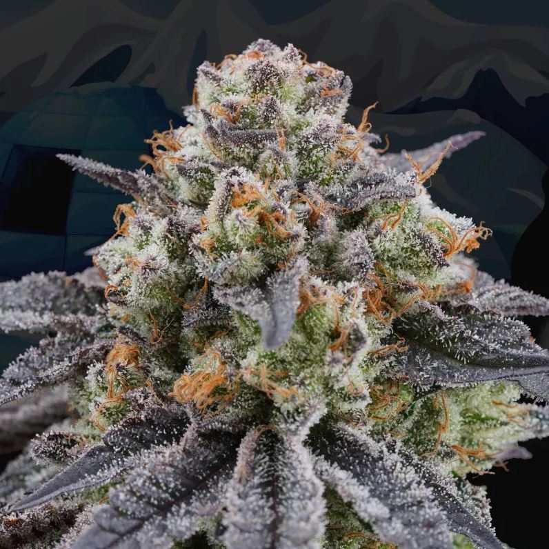 Arctic Cherries, Perfect Tree - Bild 2