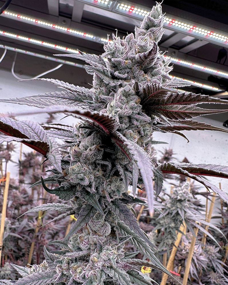 Lung Buster, Solfire Gardens - Bild 1