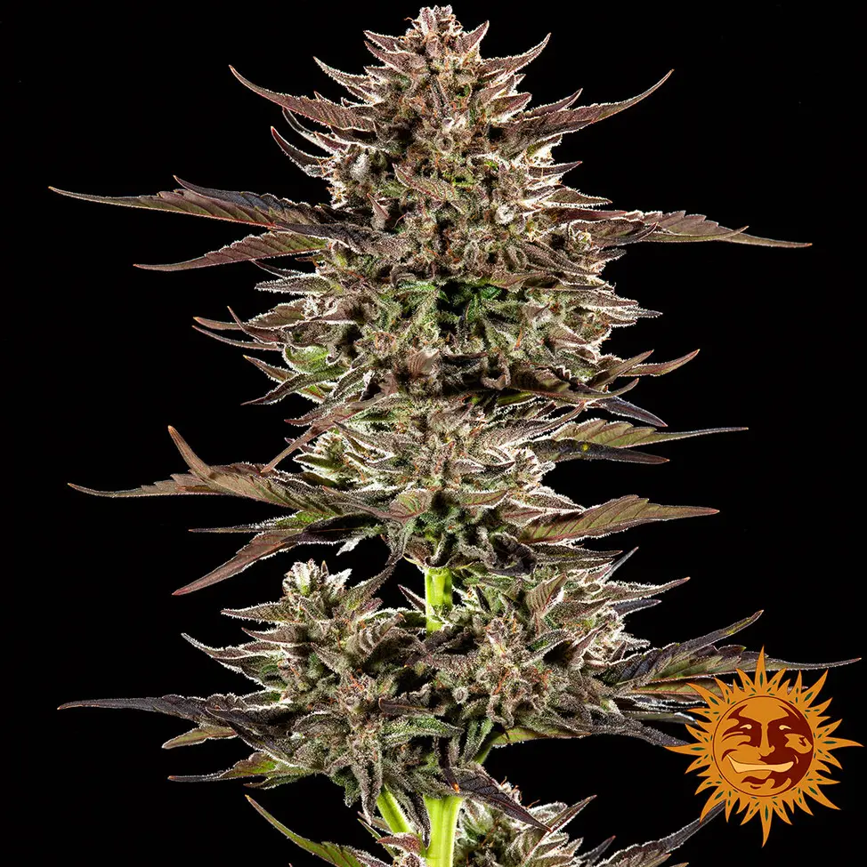 Frosted Zinn x 3 Bears OG Auto - Bild 3