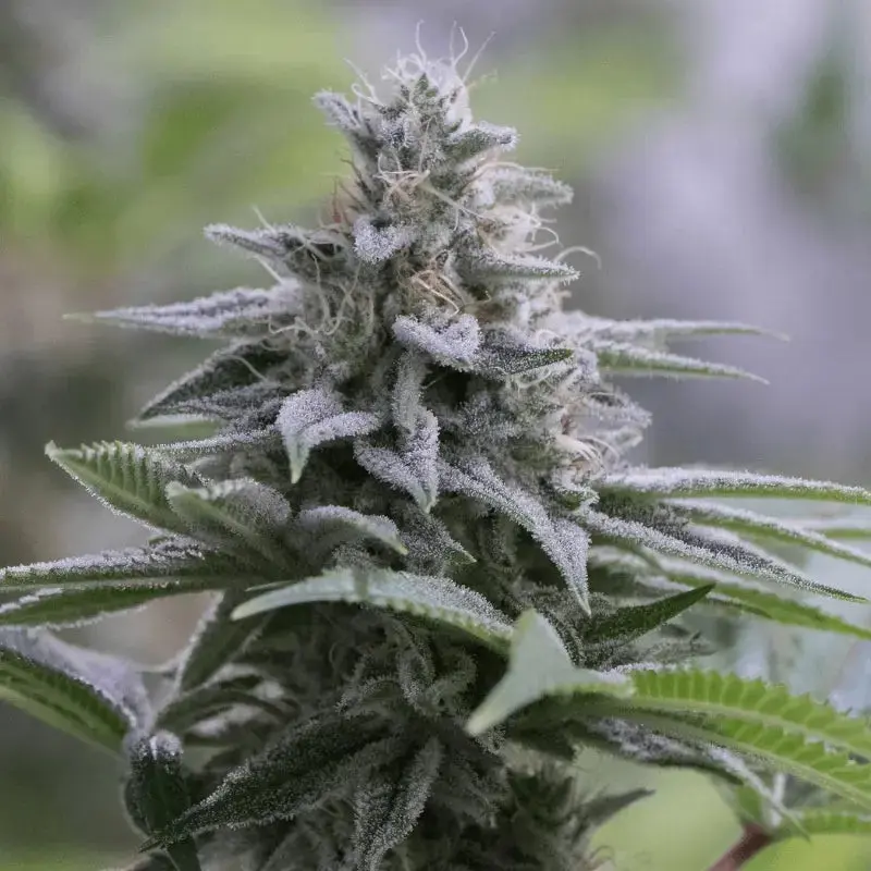 Zkittlez 2.0 - Bild 1