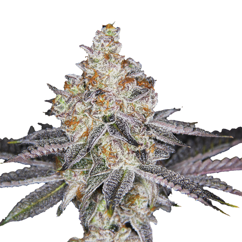 Banana Sherbet XXL Auto