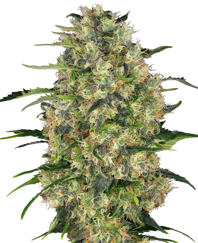 Black Domina