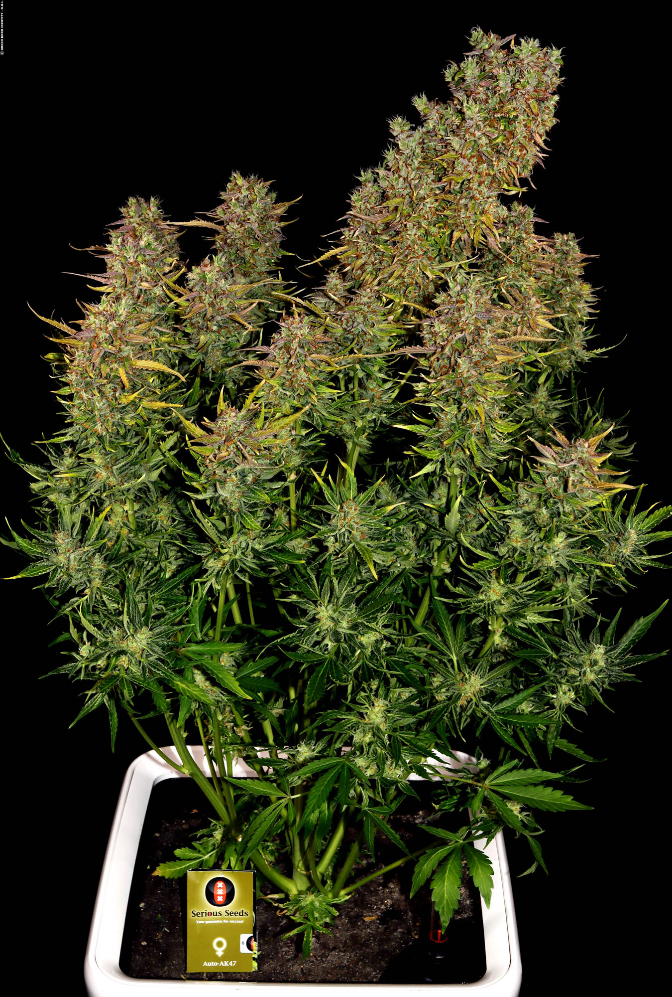 AK-47 Autoflowering, Serious Seeds | Supreme Seeds