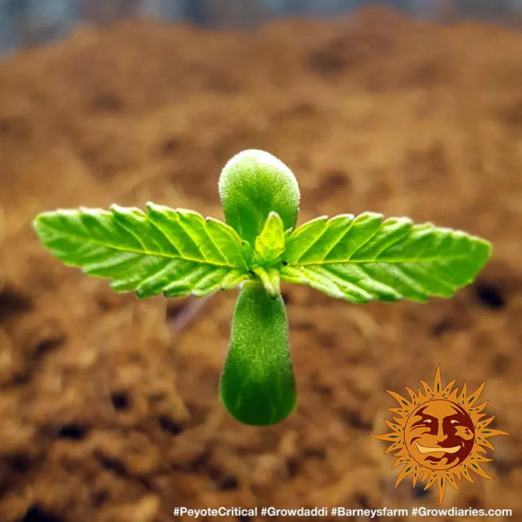 Peyote Critical - Bild 1