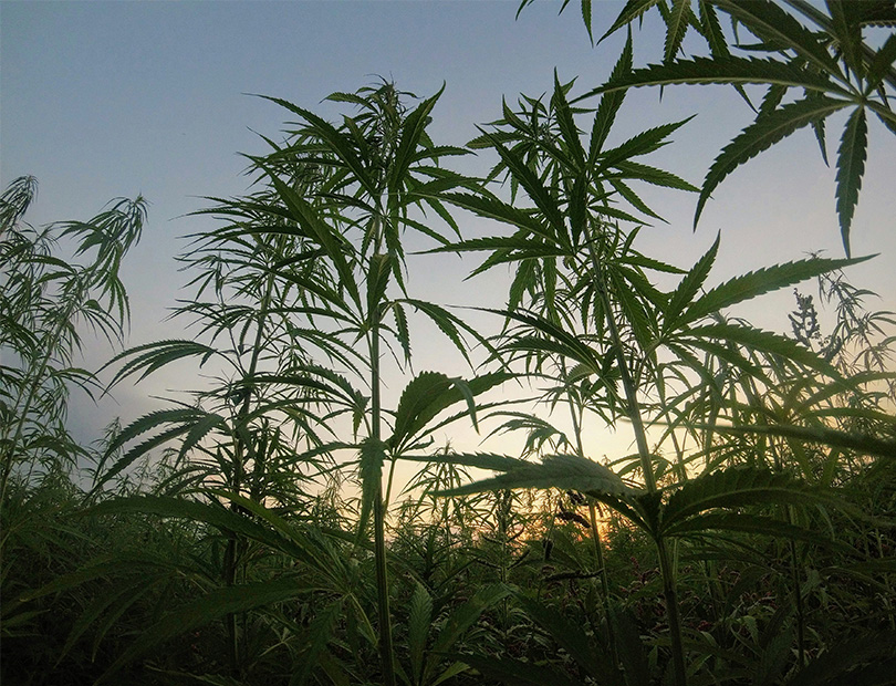 Landrassen Landrassen