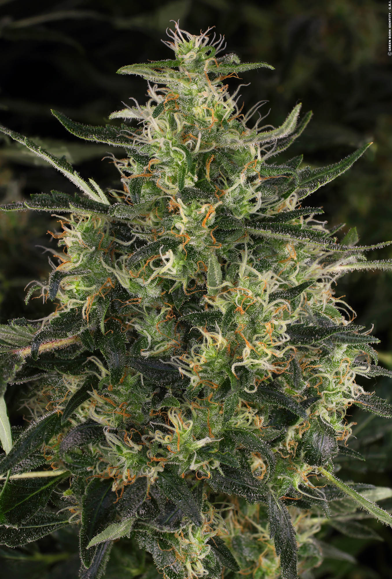 CBD-Chronic