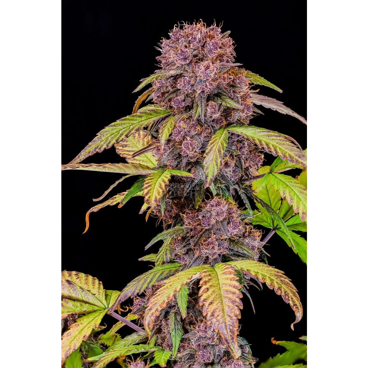 Lemon Cherry Cookies Auto Lemon Cherry Cookies Auto