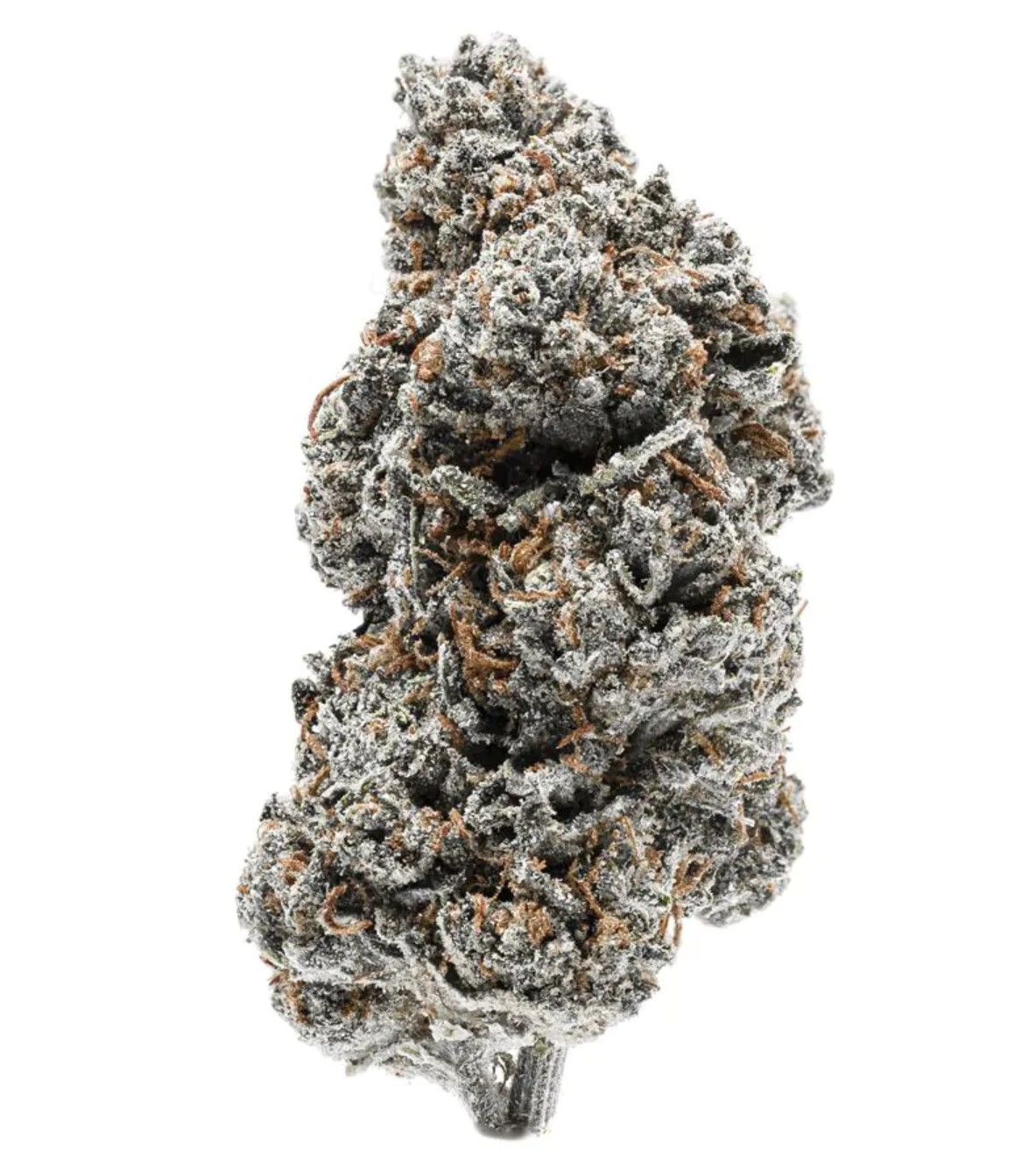 Tangerine Sherbet, Growers Choice - Bild 1