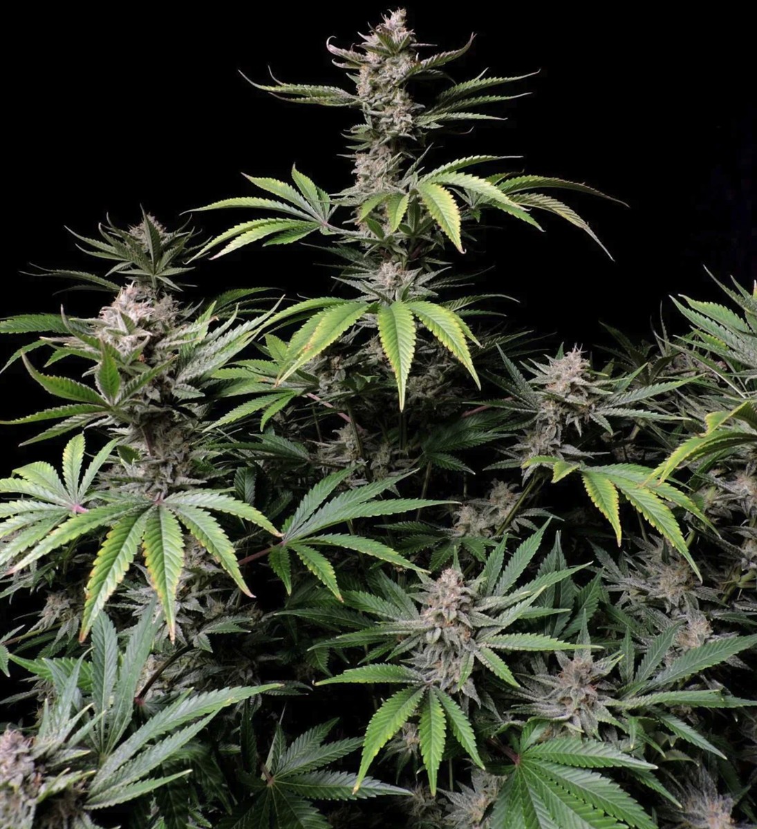 Cherry Cola Auto, Fastbuds - Bild 3