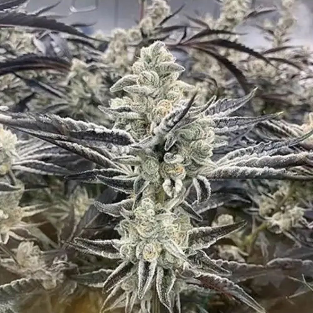 Platinum Kush Breath, In House Genetics - Bild 1