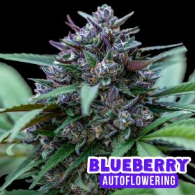 Blueberry Auto