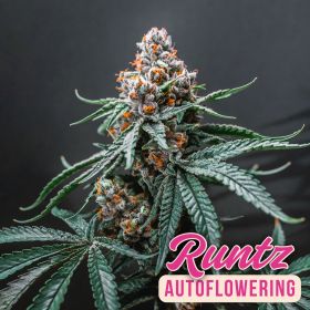 Runtz Auto
