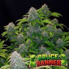 Bruce Banner